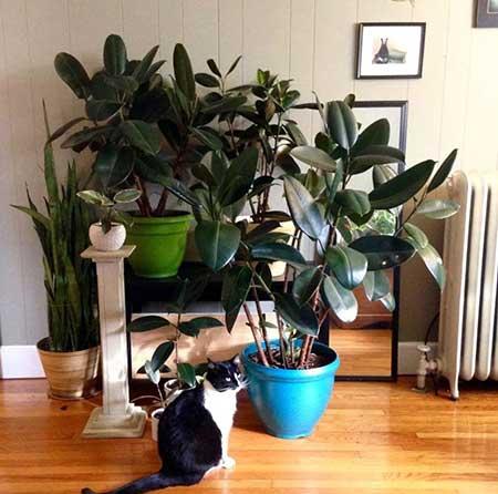 适合室内养的花和植物