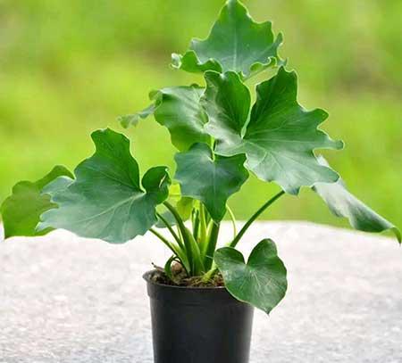 适合室内养的花和植物