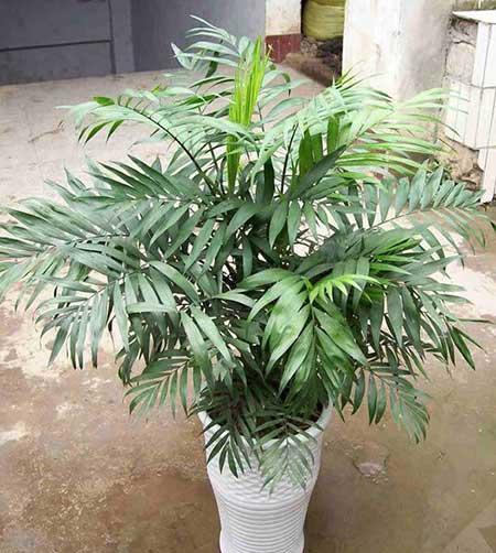 适合室内养的花和植物