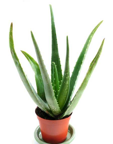 适合室内养的花和植物