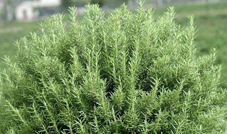 适合室内养的花和植物
