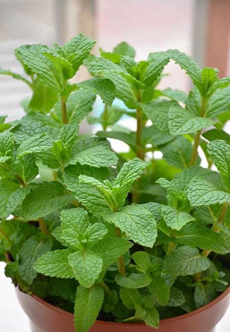 适合室内养的花和植物