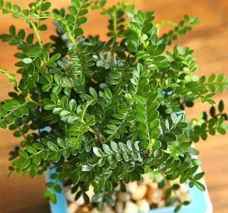 适合室内养的花和植物