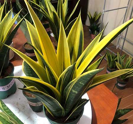 适合室内养的花和植物