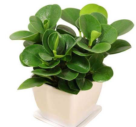 适合室内养的花和植物