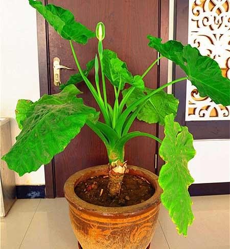 适合室内养的花和植物