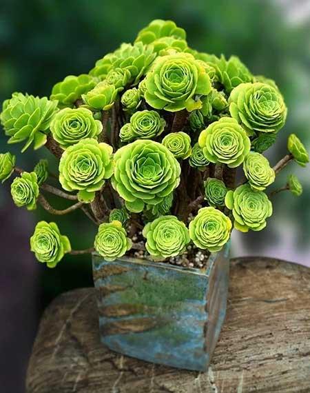 适合室内养的花和植物