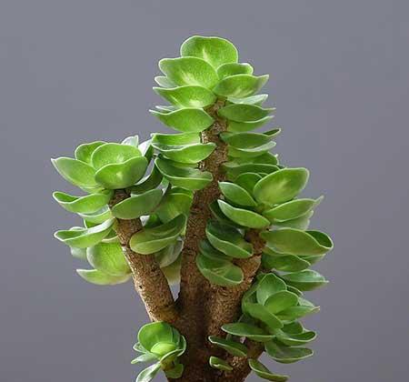 适合室内养的花和植物