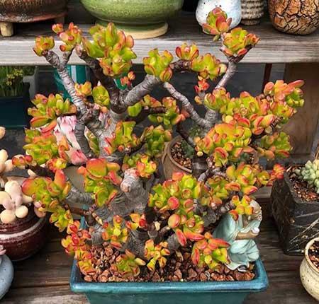 适合室内养的花和植物