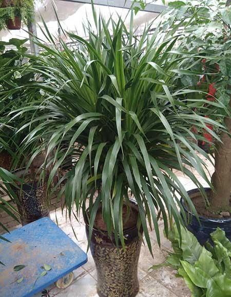 适合室内养的花和植物