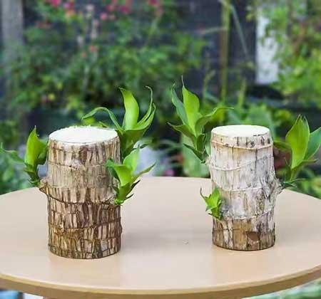 适合室内养的花和植物