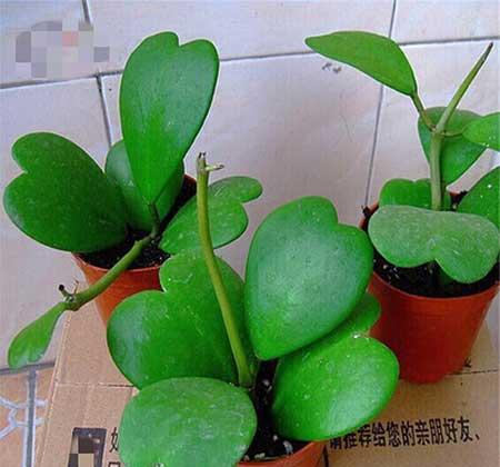 适合室内养的花和植物