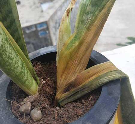 适合室内养的花和植物