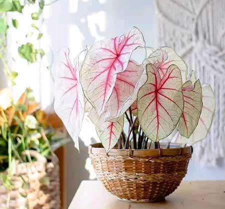 适合室内养的花和植物