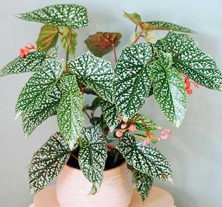 适合室内养的花和植物