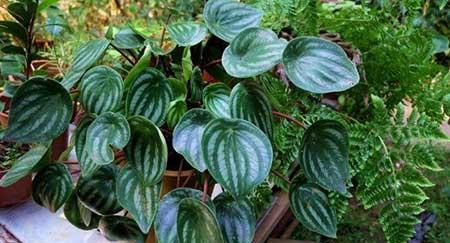 适合室内养的花和植物