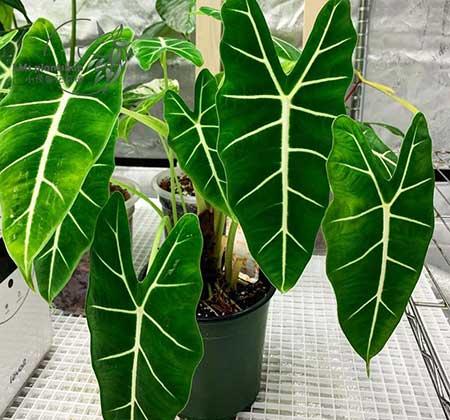 适合室内养的花和植物