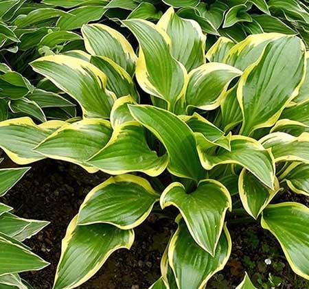 适合室内养的花和植物