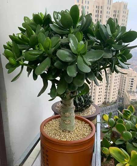 适合室内养的花和植物