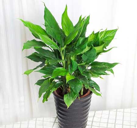 适合室内养的花和植物