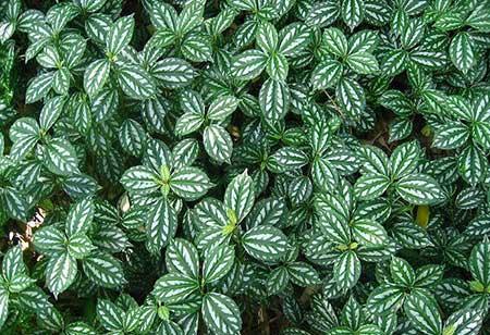 适合室内养的花和植物