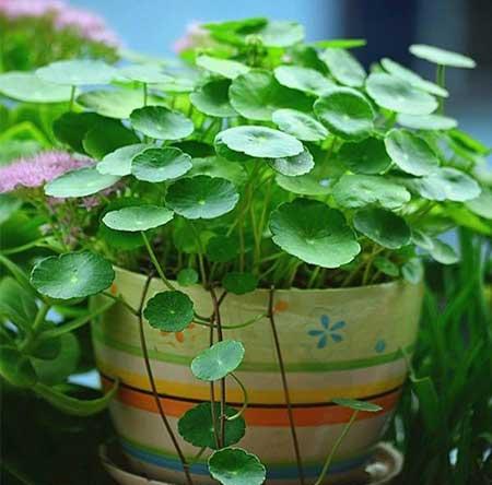 适合室内养的花和植物