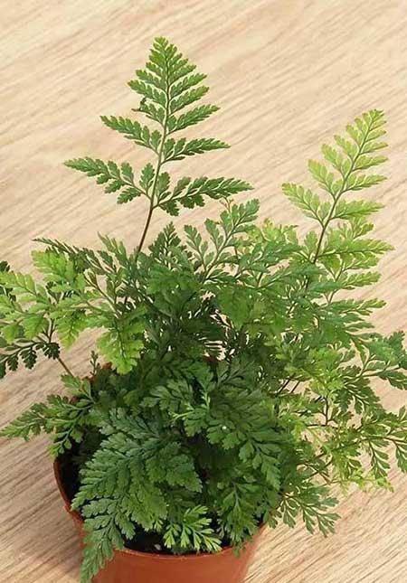 适合室内养的花和植物