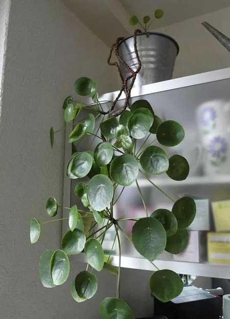 适合室内养的花和植物