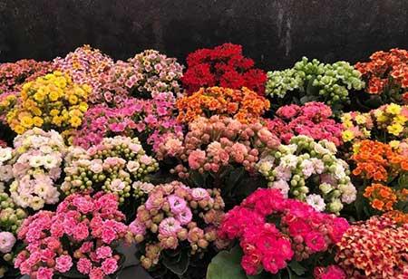 适合室内养的花和植物