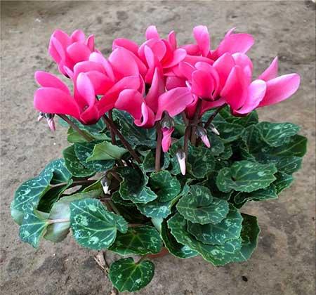 适合室内养的花和植物
