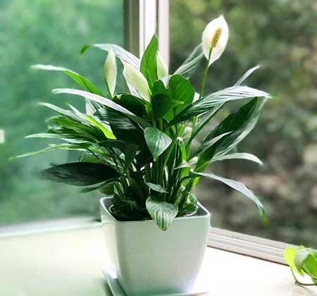 适合室内养的花和植物