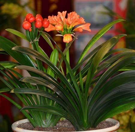 适合室内养的花和植物