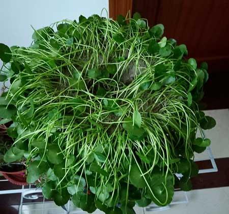 适合室内养的花和植物