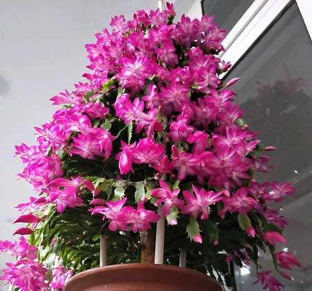 适合室内养的花和植物