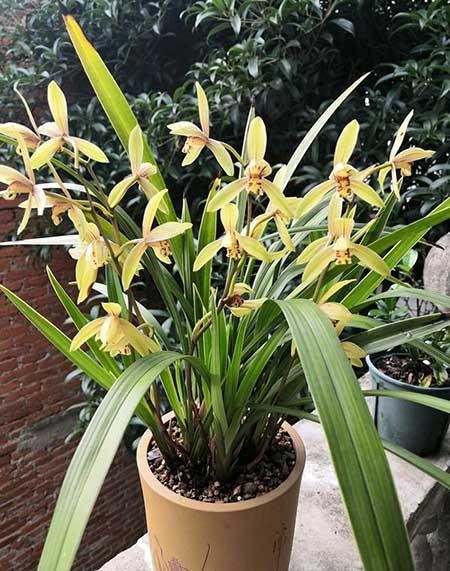 适合室内养的花和植物