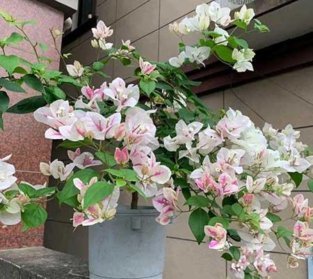 适合室内养的花和植物
