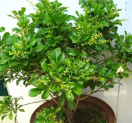 适合室内养的花和植物
