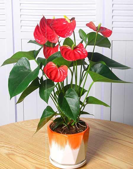 适合室内养的花和植物
