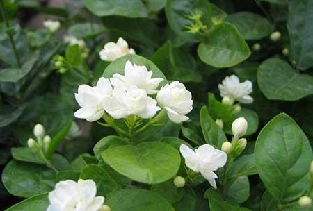适合室内养的花和植物