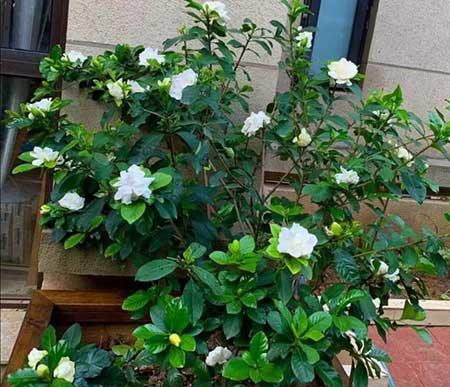 适合室内养的花和植物
