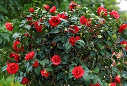 适合室内养的花和植物