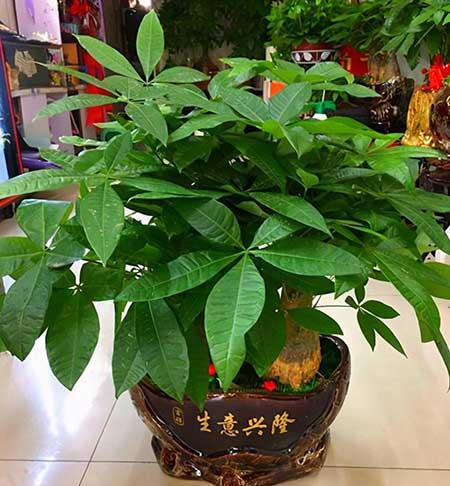 适合室内养的花和植物