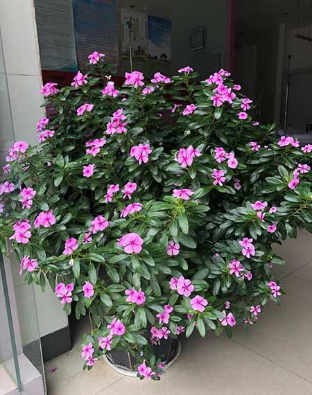 适合室内养的花和植物