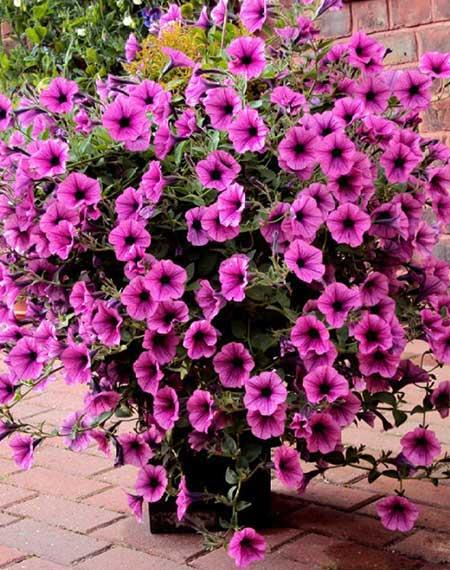 适合室内养的花和植物