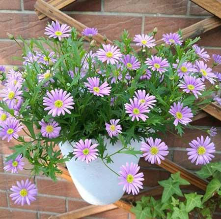 适合室内养的花和植物