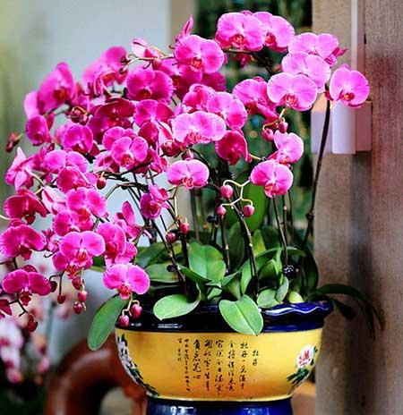适合室内养的花和植物