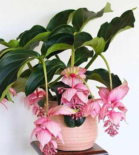 适合室内养的花和植物