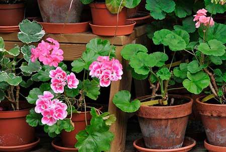 适合室内养的花和植物