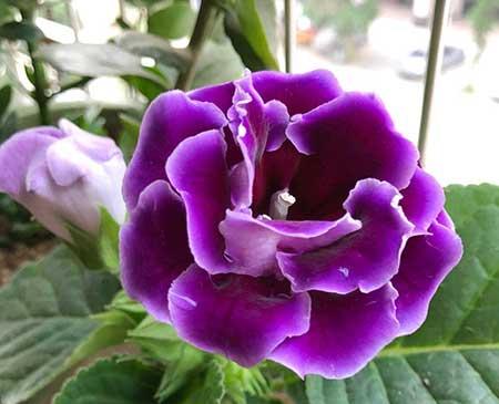 适合室内养的花和植物