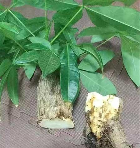 适合室内养的花和植物